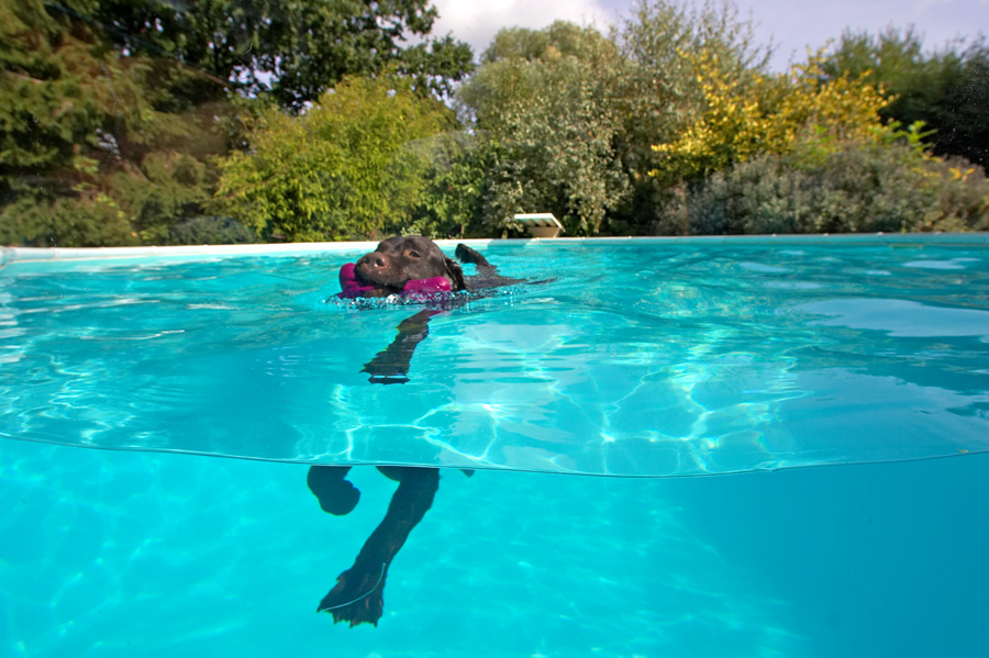 A dog swimming, photographed at the waterline: head above, legs paddling below
