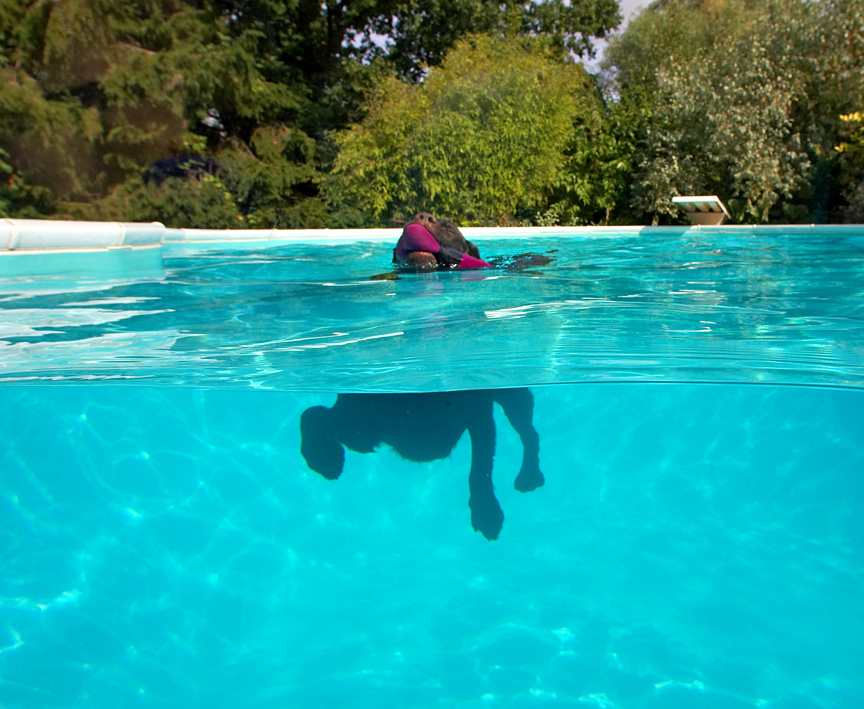 A dog swimming towards the camera at the waterline